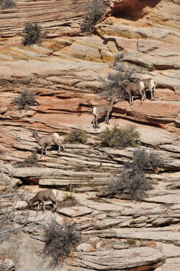 Cabras montesas em seu ambiente predileto, no Zion National Park, em Utah, nos Estados Unidos